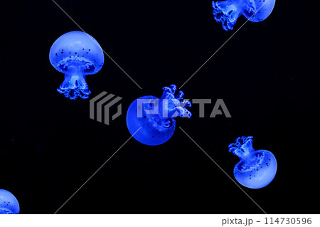 Shooting macro Jellyfish Spotted Lagoon underwater 114730596