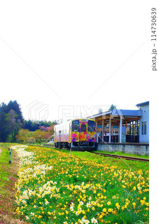 フラワー長井線 山形鉄道 スイセン 水仙 すいせん フラワー長井線 山形鉄道 スイセン 水仙 すいせん 114730639