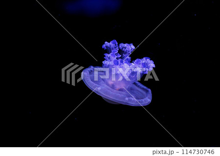 underwater shooting of beautiful Cotylorhiza tuberculata 114730746