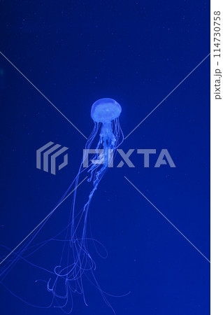 underwater shot of beautiful Chrysaora quinquecirha 114730758