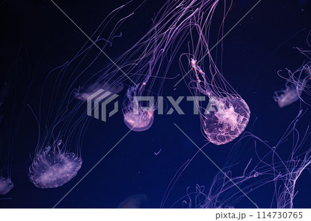 underwater shooting of beautiful Chrysaora lactea 114730765