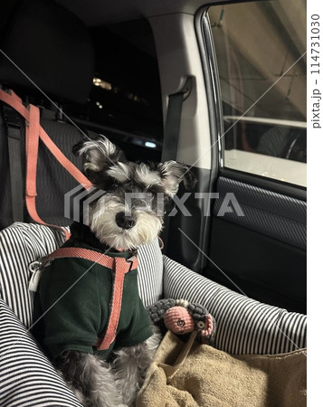 助手席に座る犬 助手席に座る犬 114731030