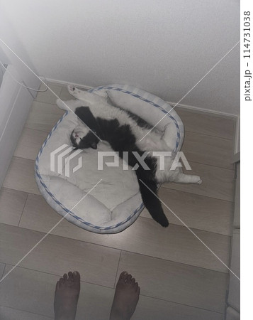 クッションでだらける猫 クッションでだらける猫 114731038