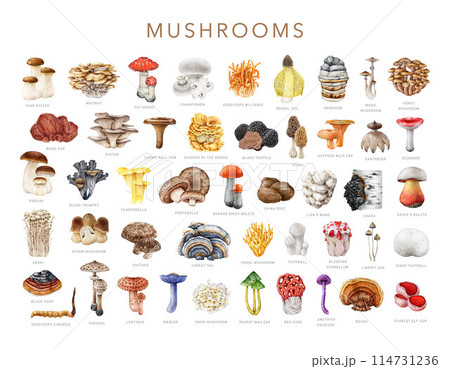Various mushroom collection. Watercolor painted illustration. Painted edible, medicinal, poisonous fungi set. Big collection of vintage style mushrooms with names. White background Various mushroom collection. Watercolor painted illustration. Painted edible, medicinal, poisonous fungi set. Big collection of vintage style mushrooms with names. White background 114731236