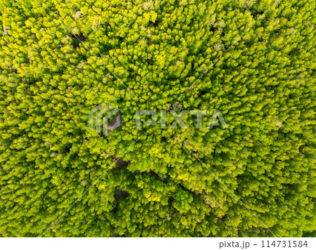 Amazing abundant mangrove forest, Aerial view of forest trees Rainforest ecosystem and healthy environment background, Texture of green trees forest top down, High angle view 114731584