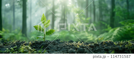 New young seedling growing out of black soil in the forest. Saving environment concept. 114731587