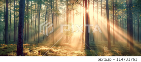 Panoramic background of sunrise in foggy forest. Banner and wallpaper concept. 114731763