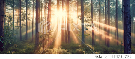 Panoramic background of sunrise in foggy forest. Banner and wallpaper concept. 114731779