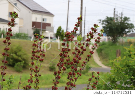 日本の春の公園に咲くチョコレート色のクロバナロウバイの花 114732531