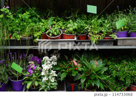 assortment of flowers in pots on store shelves with a green sign 114733068