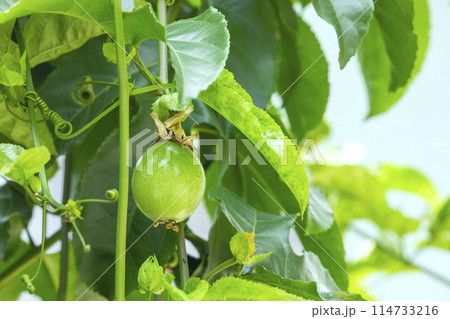 パッションフルーツ クダモノトケイソウ 果物時計草 114733216