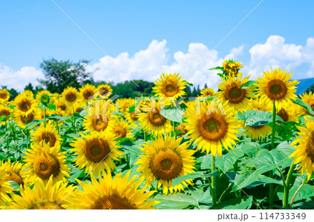 ひまわり(津南ひまわり広場にて) ひまわり(津南ひまわり広場にて) 114733349