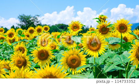 ひまわり(津南ひまわり広場にて) ひまわり(津南ひまわり広場にて) 114733352