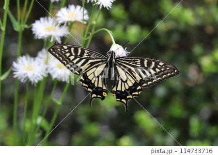 春の野原に咲くハルジオンの花の蜜を吸うナミアゲハ蝶 114733716