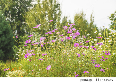 Purple cosmos flowers blooming in summer garden by sunny day Purple cosmos flowers blooming in summer garden by sunny day 114733985