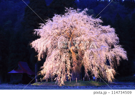 おしら様のシダレ桜2024 114734509