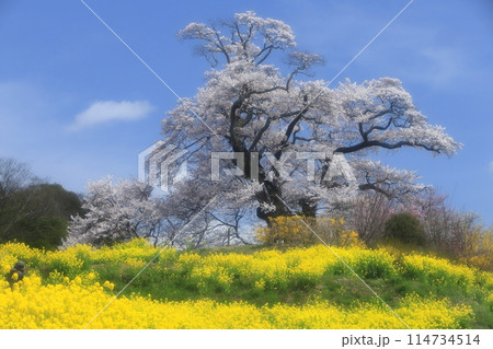 塩ノ崎の大桜2024 114734514