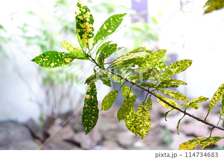 beautiful natural green panorama as a background 114734683