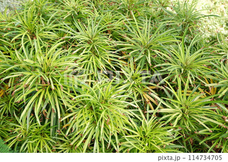 beautiful natural green panorama as a background beautiful natural green panorama as a background 114734705