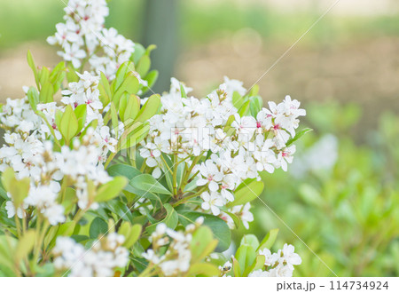 春に咲く花木、小さな白いシャリンバイの花 春に咲く花木、小さな白いシャリンバイの花 114734924