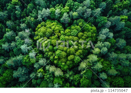 Drone view to forest in shape of heart. Ecology, nature protection, biodiversity and climate change 114735047