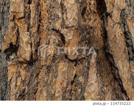 Maritime Pine, Pinus pinaster trunk symbol. Texture made of maritime pine tree bark. Beautiful Maritime Pine, Pinus pinaster trunk background. Conceptual image. Peaceful nature. Maritime Pine, Pinus pinaster trunk symbol. Texture made of maritime pine tree bark. Beautiful Maritime Pine, Pinus pinaster trunk background. Conceptual image. Peaceful nature. 114735222