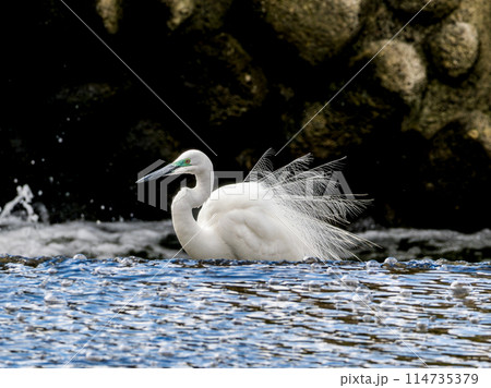 水辺のダイサギ 水辺のダイサギ 114735379