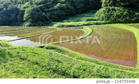 石畑の棚田 114735446