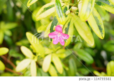 beautiful floral panorama as a background beautiful floral panorama as a background 114735581