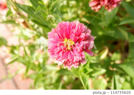 pink dahlia in the garden 114735620