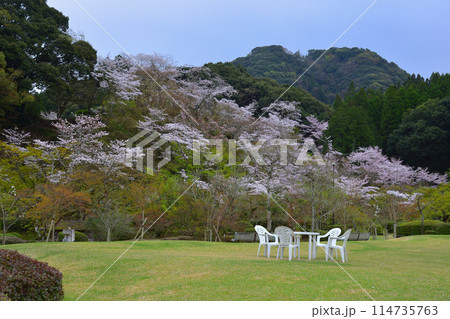 西渓公園の桜 114735763