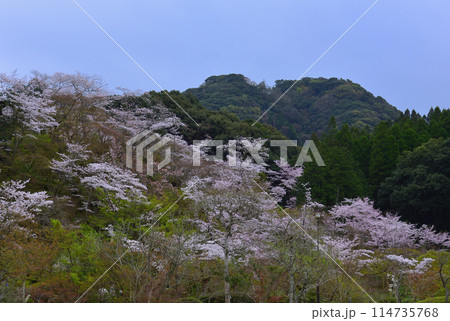 西渓公園の桜 114735768
