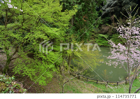 西渓公園の桜 西渓公園の桜 114735771