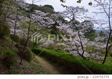 西渓公園の桜 西渓公園の桜 114735775