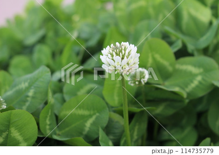 クローバー、しろつめくさの白い花　背景はぼけ画像 114735779