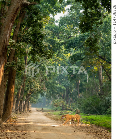 wild bengal male tiger or panthera tigris side profile in natural green scenic background crossing dhikala main road in evening safari at jim corbett national park forest reserve uttarakhand india wild bengal male tiger or panthera tigris side profile in natural green scenic background crossing dhikala main road in evening safari at jim corbett national park forest reserve uttarakhand india 114736526