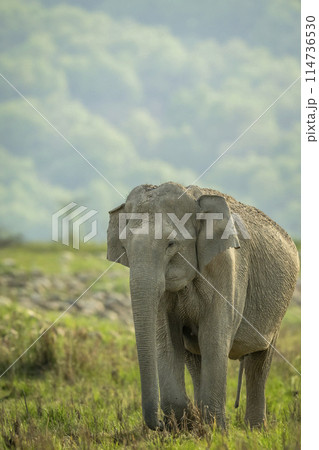wild female asian elephant or Elephas maximus indicus head on closeup in natural green scenic grassland in background during summer season safari at jim corbett national park forest uttarakhand india 114736530
