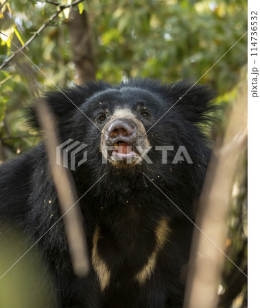 wild adult male Sloth bear or Melursus ursinus or Indian bear closeup face expression in natural green habitat woods slingshot Dangerous black animal at Ranthambore National Park Rajasthan India asia 114736532