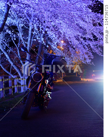 夜桜とバイクを縦構図で撮影 114736715