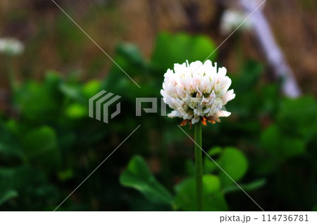シロツメクサの白い花　バックはぼけ画像 114736781