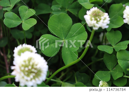 四つ葉のクローバー（花言葉は幸運） 114736784