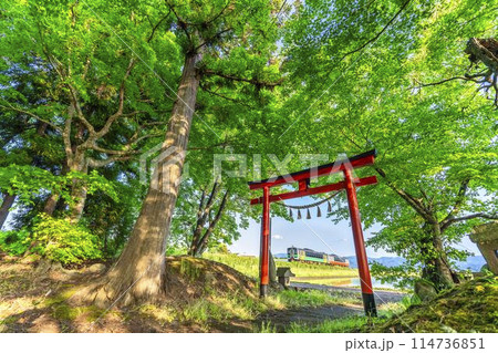 新緑の水田地帯を走る只見線の列車と沖中田春日神社の鳥居　福島県会津美里町 114736851