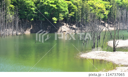 緑に囲まれた池 緑に囲まれた池 114737065