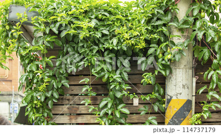 パッションフルーツ クダモノトケイソウ 果物時計草 114737179