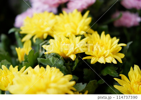 yellow chrysanthemum flower in the garden yellow chrysanthemum flower in the garden 114737390