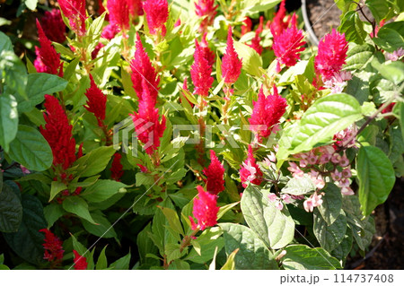 beautiful floral panorama as a background 114737408