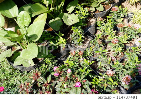 beautiful floral panorama as a background 114737491