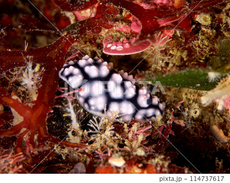 海藻に囲まれたイボウミウシ 114737617
