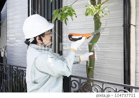 伸びた庭木をノコギリで切る作業員 伸びた庭木をノコギリで切る作業員 114737711