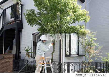伸びた庭木をノコギリで切る作業員 伸びた庭木をノコギリで切る作業員 114737716